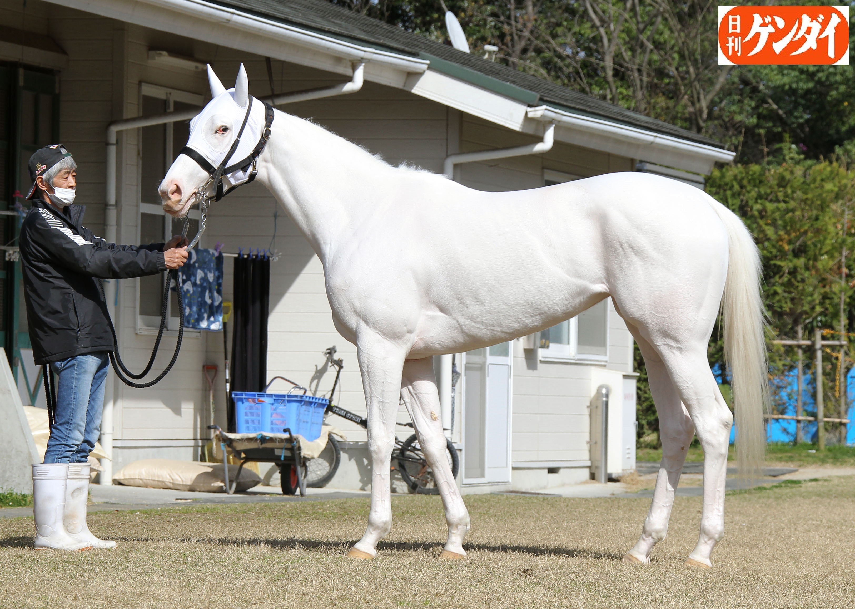 日刊ゲンダイ 競馬 無敗桜花賞馬を狙うソダシ １週前の立ち写真を 盛り上がった胸前 トモからも力強さが伝わってきます ソダシ 桜花賞 T Co 58ie48eez6 Twitter