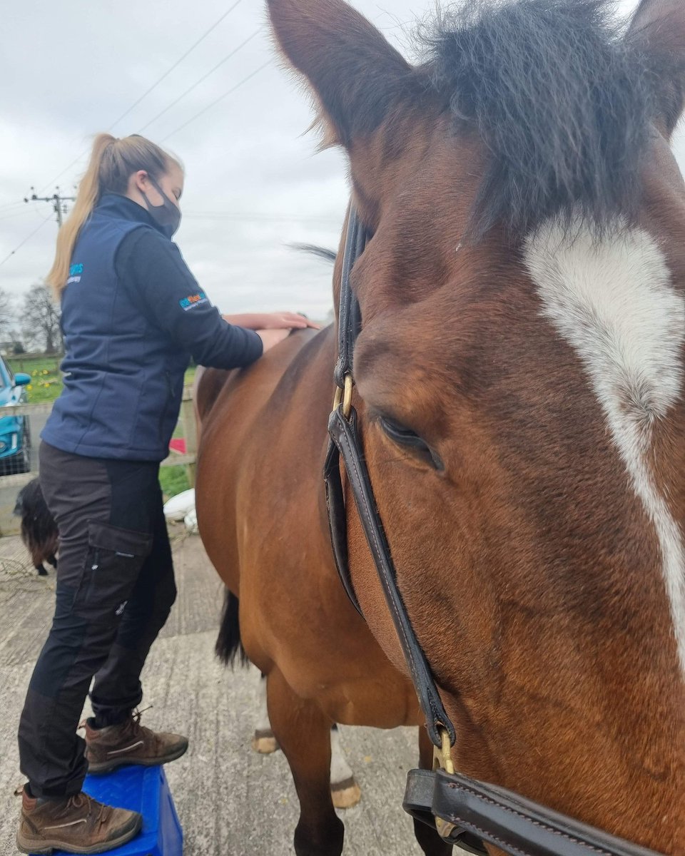 Hope everyone is having a relaxing Easter! 💤🥰
#ReflexionsVetPhysio #vetphysio #veterinaryphysiotherapy #horsesoftwitter #equinetherapy #equinemassage