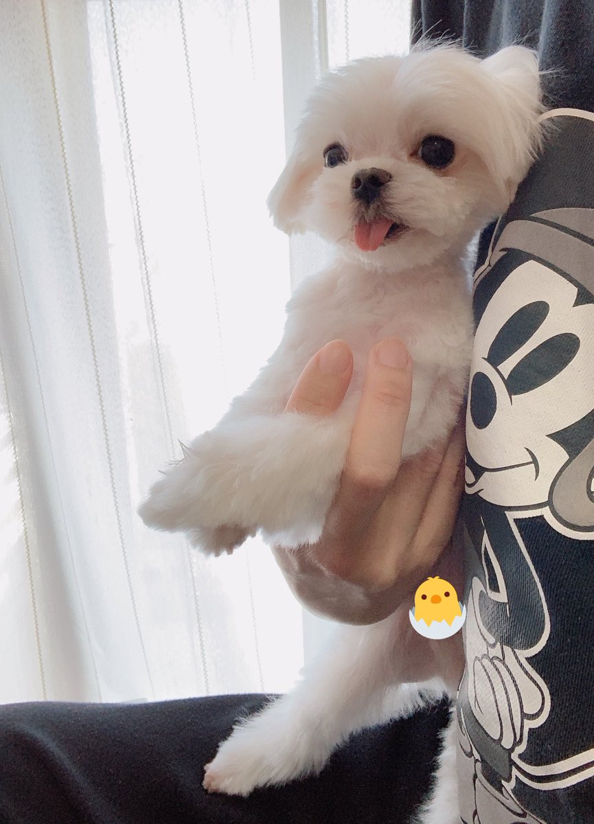 犬好きな人と繋がりたい 犬好きな人と繋がりたい