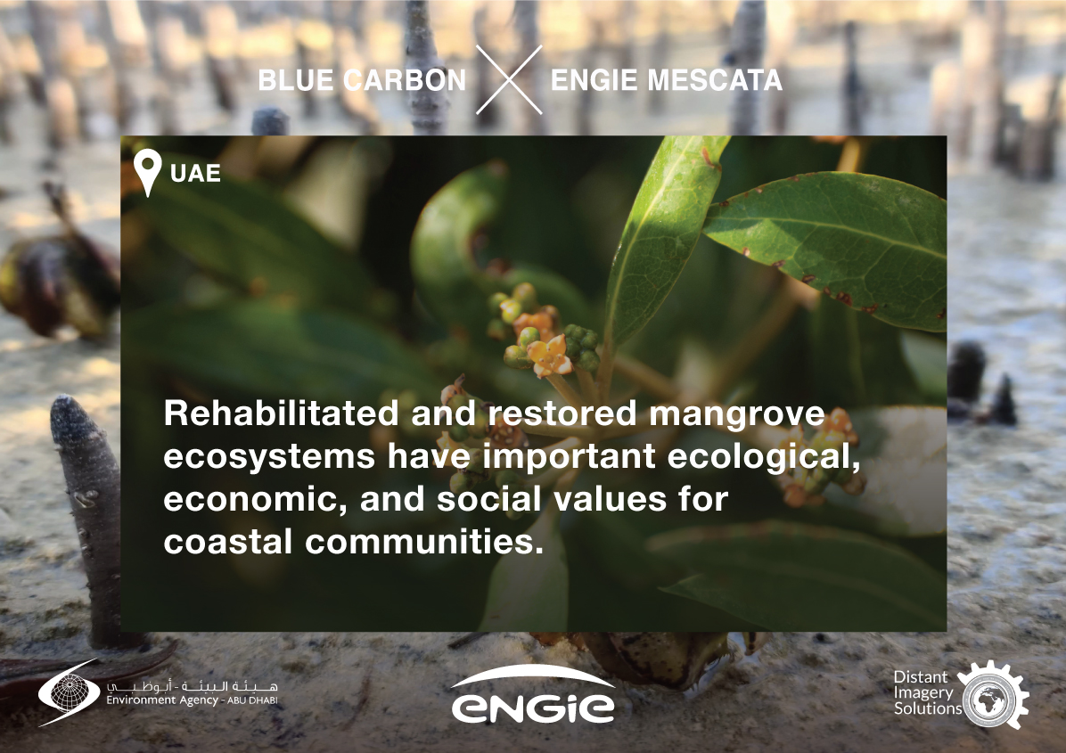 Mangroves act as carbon sinks, they support fisheries, protect shorelines, provide opportunities for tourism and are important for the cultural heritage and identity of the UAE. Protecting mangroves is at the core of our #BlueCarbon project. 

<a href="/EADTweets/">The Environment Agency - Abu Dhabi</a> @Distant_Imagery