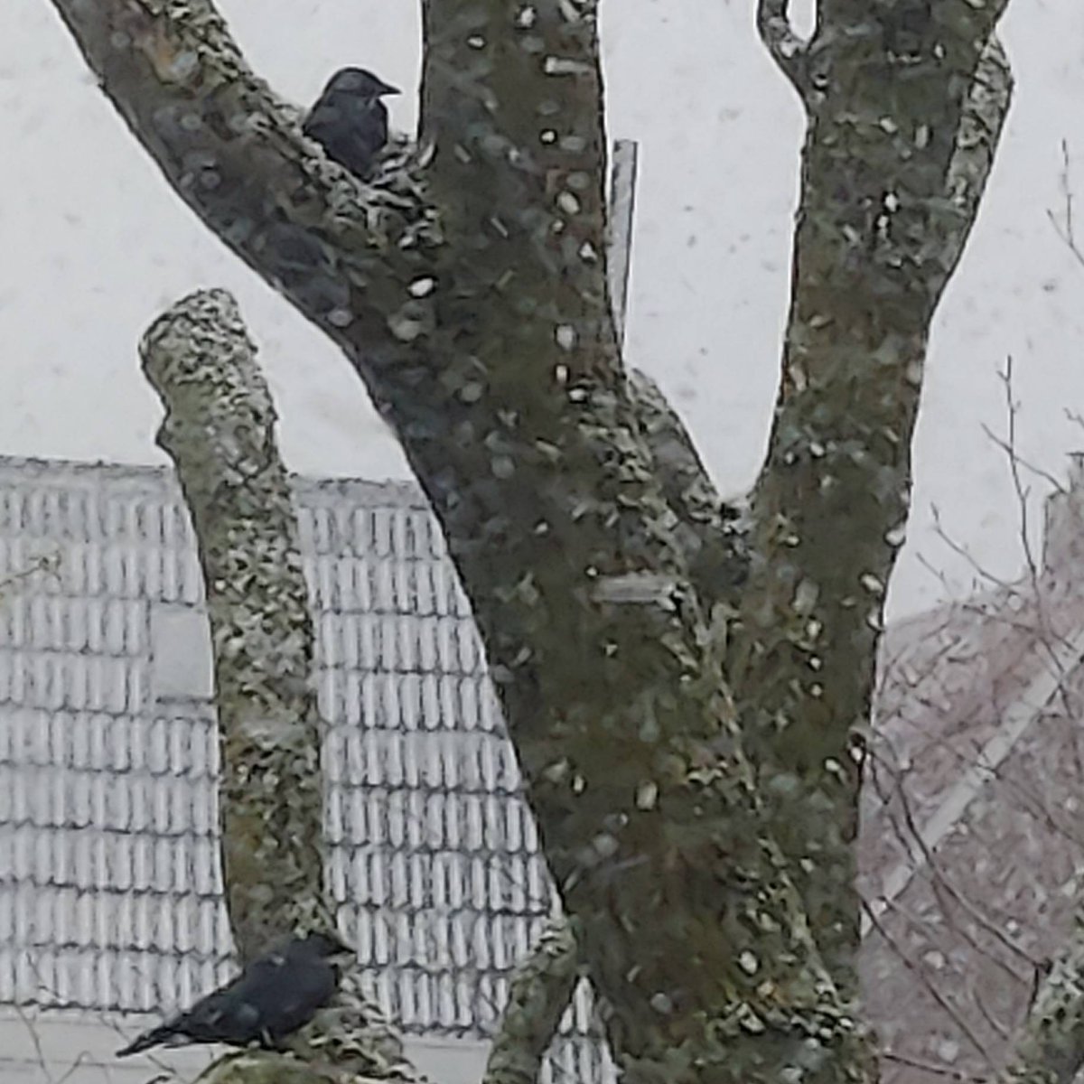 Keridwen's tweet photo. Paasmaandag 2021, sneeuw en gasten aan huis... bíjna lente! https://t.co/ZVzjPBY984