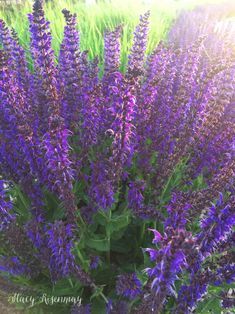 Easy to care for perennial flowers for your garden! #perennial #perennialflowers #flowers #gardening #organicgardening #deerresistantplants #droughttolerantplants #purple #purpleflowers