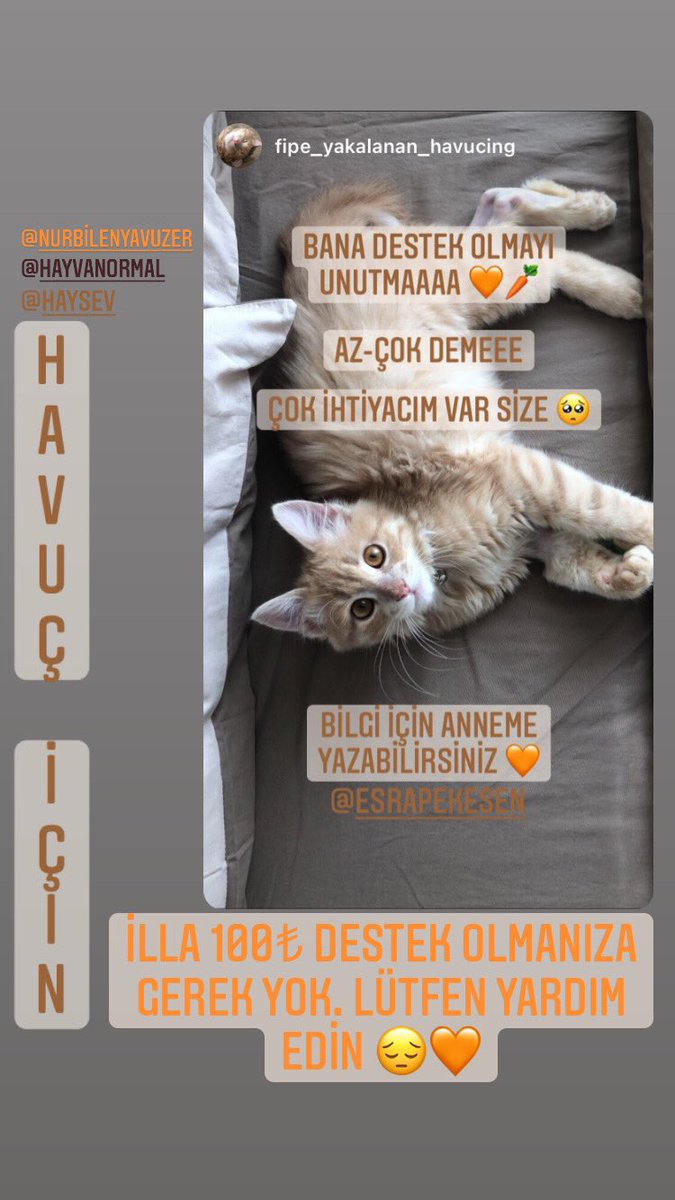 AZ-ÇOK DEMEYİN LÜTFEN. BU GÜZEL BEBEĞİN SİZLERİN YARDIMINA İHTİYACI VAR. 🥕🧡
İnsta: esrapekesen
Havuç ins: fipe_yakalanan_havucing