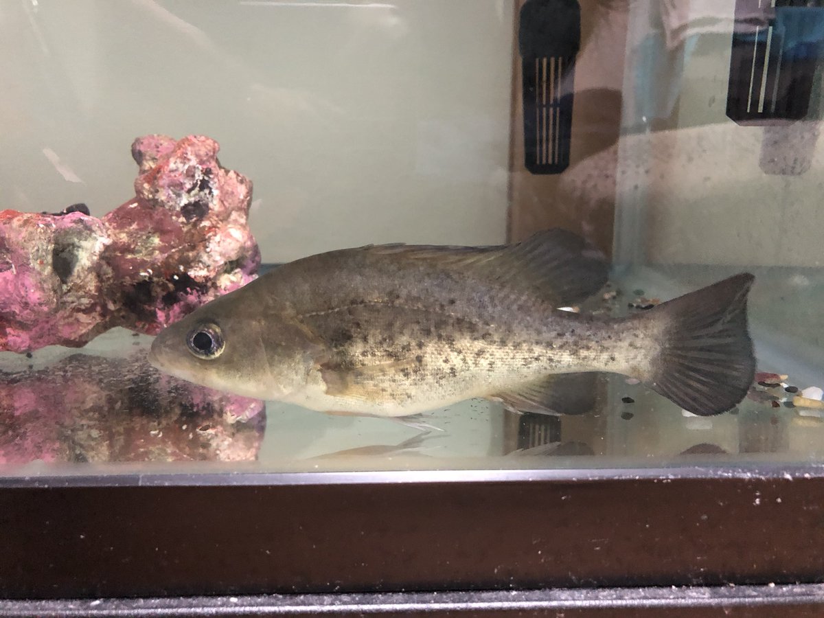 Dona Dona 餌やりすぎたか 淡水肉食魚で1番好きな魚です ゴールデンパーチ 贅沢に1匹飼いです Dona Dona 餌やりすぎたか 淡水肉食魚で1番好きな魚です ゴールデンパーチ 贅沢に1匹飼いです