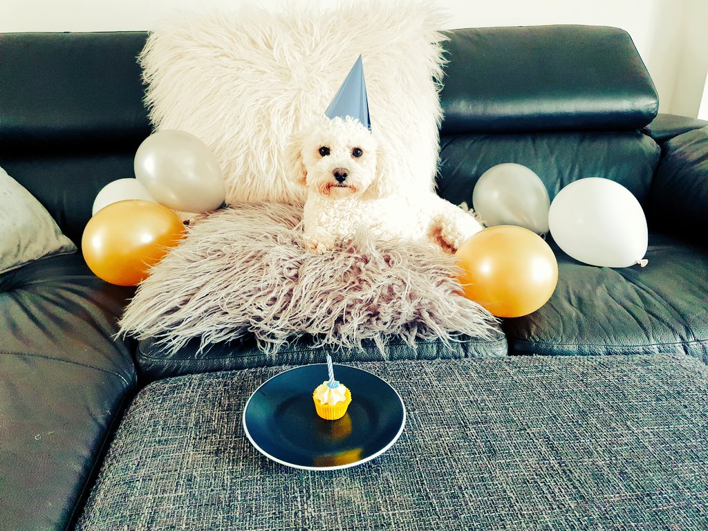 3mm4G's tweet photo. @SWbohemians A dog pic is needed on this post. This is Buzz. 🐕 #NeedMoreDogs 🤣🤣 https://t.co/7J2XbI4y6d
