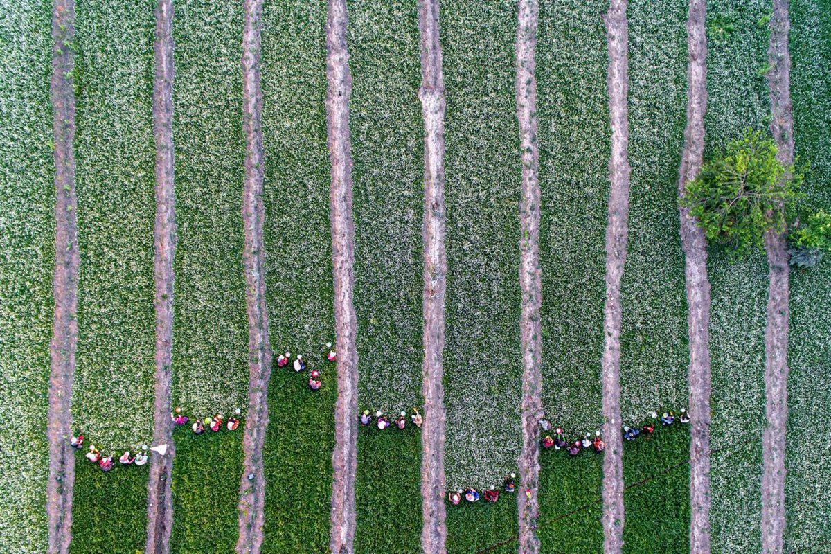 iFILMEnglishWeb's tweet photo. Harvesting #chamomile in Baluchabad region of #Golestan_Province, #Iran
.
#golestan #chamomile #gilan #Baluchabad #farming #mustseeiran #bestlocalfood https://t.co/2321HTWPKx