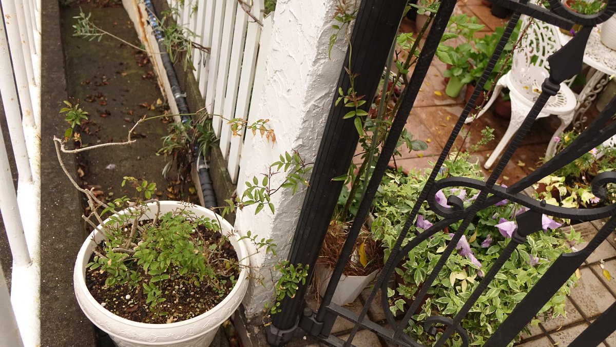 Rover416t 1ヶ月ぐらい前に深さのある鉢に植え替えて復活させようとしているハゴロモジャスミンに花芽みたいなのが付き始めた 売ってる羽衣ジャスミンは既に花盛りなのでだいぶ遅れてるけどこの株 2株 は何とか新しい土と鉢に根付いてきたみたい Rover416t 1ヶ月ぐらい前に深さのある鉢に植え替えて復活させようとしているハゴロモジャスミンに花芽みたいなのが付き始めた 売ってる羽衣ジャスミンは既に花盛りなのでだいぶ遅れてるけどこの株 2株 は何とか新しい土と鉢に根付いてきたみたい