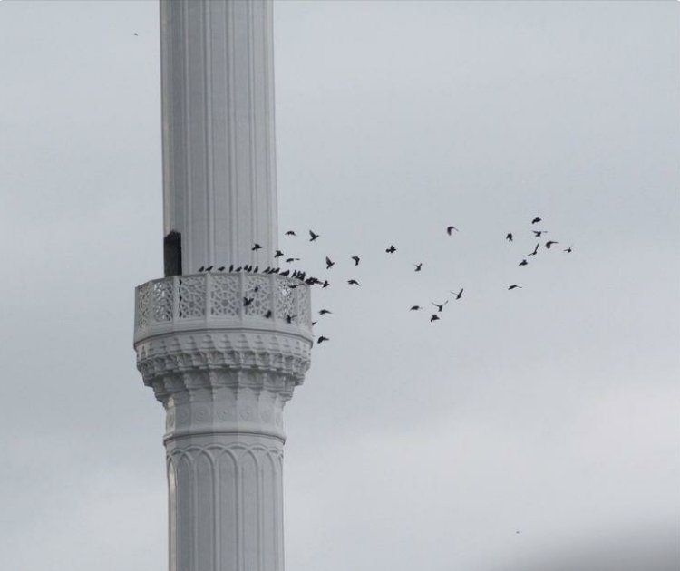 كبرى tweet media