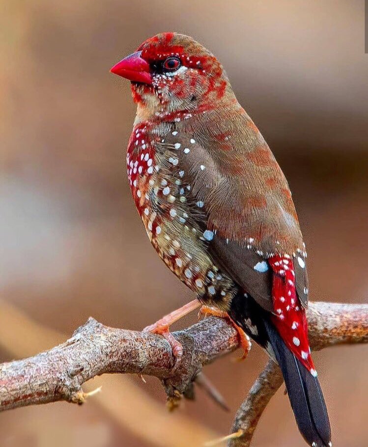 البيئة والطبيعة tweet media