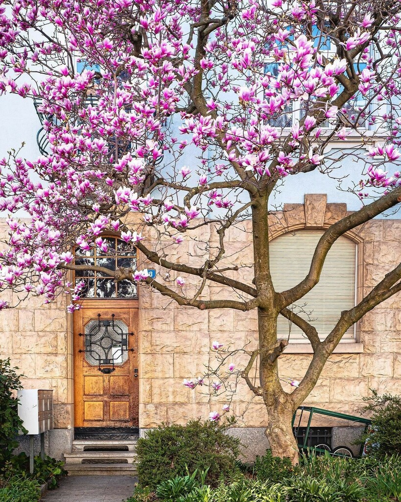 baseltourism's tweet photo. Magnolias are an important part of Basel's spring. 🌺 Are you enjoying the days off? 😌 All credits for this shot go to @tob_mue.👍 #lovebasel
•
•
•
#baselswitzerland #basel #inlovewithswitzerland #instatravel #travelgram #blickheimat #citybestpics … https://t.co/aVbImE0rXJ https://t.co/RGm3vyJ5Qh