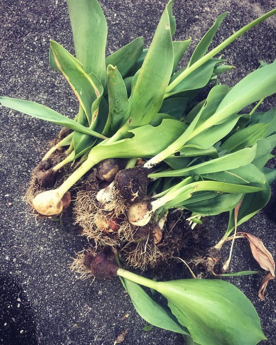 球根のtwitterイラスト検索結果