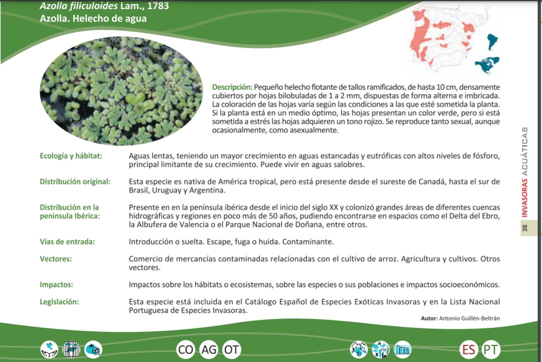 LifeInvasaqua's tweet photo. @chtajo @mitecogob @Junta_Ecologica @RedNatura2000 @iambiente @FuturEnviro @Cirefluvial @redeuroparc @restaura_eco Más información sobre la #azolla (#Azollafiliculoides) y otras #EEI_aquatic #eei_iberian en la guía de especies invasoras acuáticas de @lifeinvasaqua. https://t.co/fxHuJABgK4 #stakeholdersEEI https://t.co/km39DQ1fZc