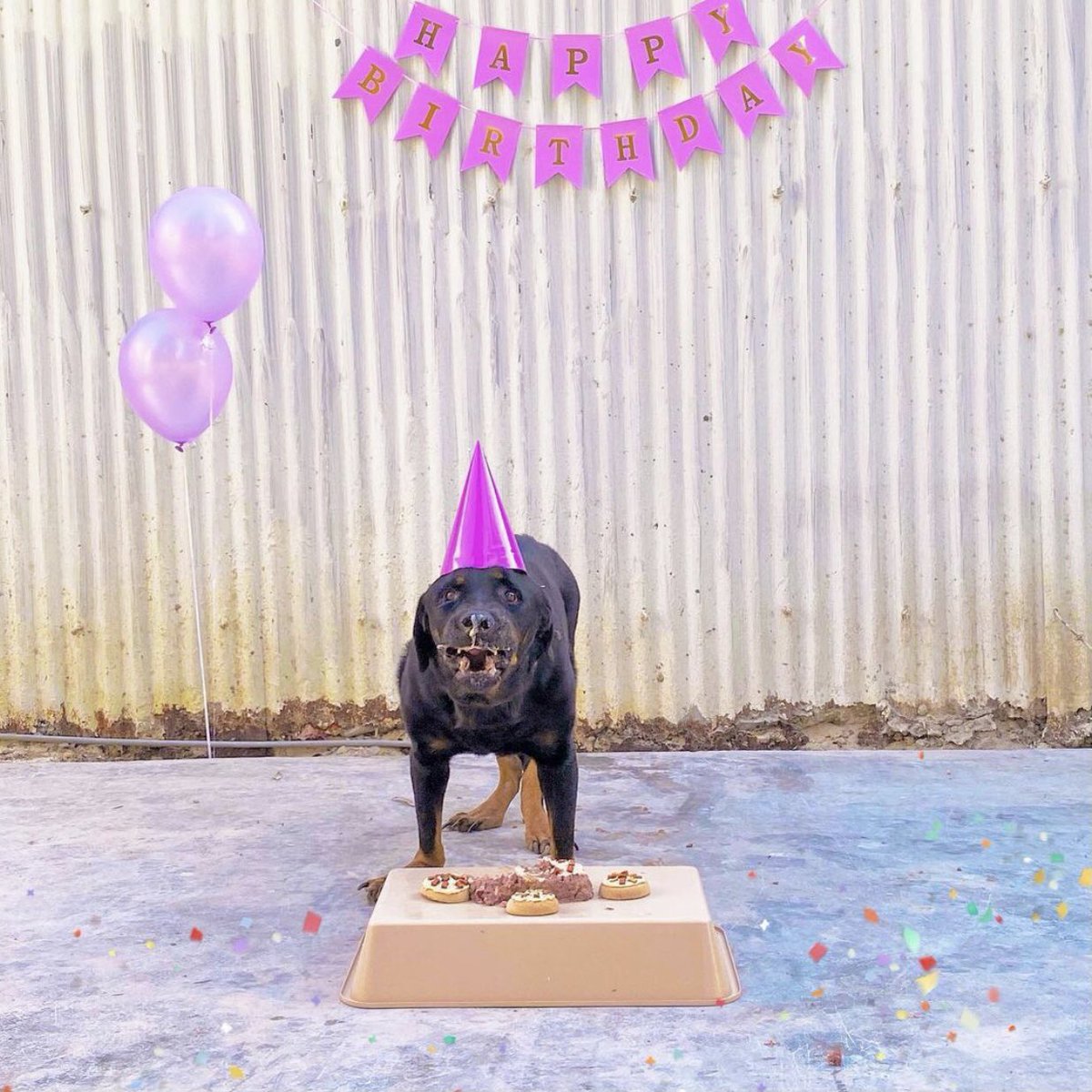 Bahrain_Rescues's tweet photo. Guess whos birthdays are this month🥳🥳 Aaron &amp; Muffin!!! send our rescues a birthday donation on our benefitpay! 

BH71 BBKU 0020 0003 7424 08 https://t.co/xC3W91cgQa