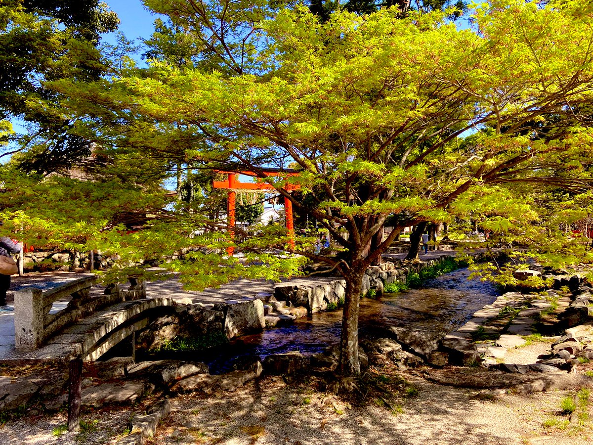 In the fine weather, looking radiant today, Kamigamo Shrine, on the north side of #Kyoto #Japan. Felt good, hanging out there.

いい天気、いい神社、いい気分。

＃神社　#shrine #temple #today 
#tranquility #architecture #peace #Meditation #bridge