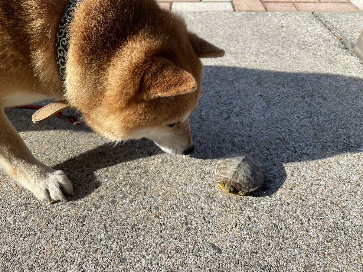 ミョウガみたいな犬 Myouga Dog Twitter ミョウガみたいな犬 Myouga Dog Twitter