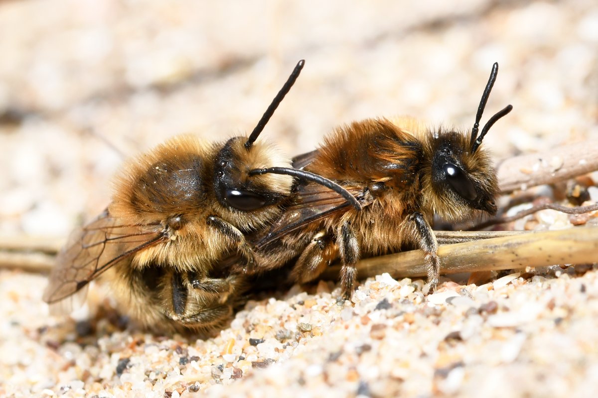olds_liam's tweet photo. Incredible scenes at Kenfig National Nature Reserve this week with tens of thousands of Vernal colletes bees (Colletes cunicularius) nesting in the sand dunes. Pictures are some of the females, males, mating balls and mating pairs seen. https://t.co/jVu7HTYQ2T