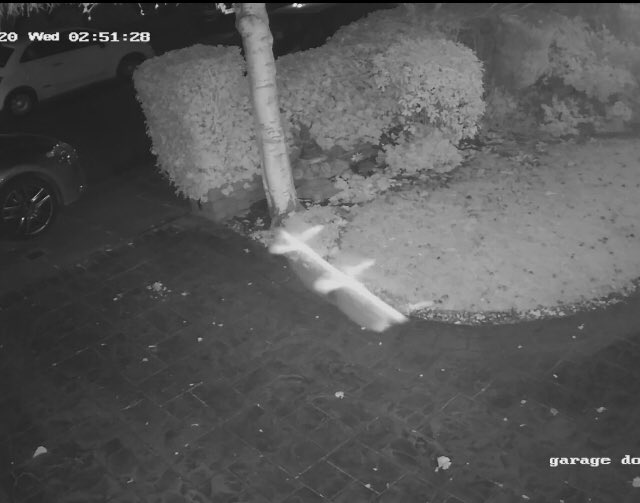 Vicram63979711's tweet image. Does anyone know what this bug is that I caught on CCTV? #bugs #bugidentifier #alien #nature #wildlifephotography
