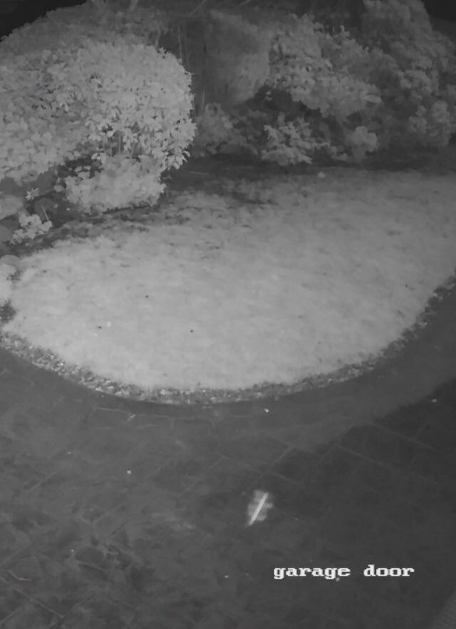 Vicram63979711's tweet image. Does anyone know what this bug is that I caught on CCTV? #bugs #bugidentifier #alien #nature #wildlifephotography