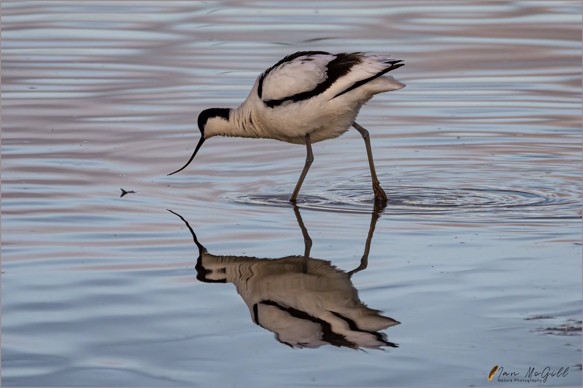 IanMcNature's tweet photo. Avocet having recently arrived back at Newton Marsh, Lancashire. @FyldeBirdClub @RSPB_Ribble @Natures_Voice @RSPBImages @NatureUK @WildlifeMag @iNatureUK #birdphotography #BirdsSeenIn2021 #Wadingbirds #BBCWildlifePOTD #photooftheday #birdwatching #reflections https://t.co/DDQSM7aHQ7