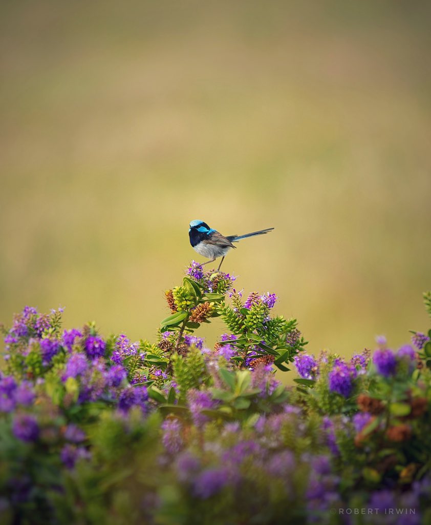 A fairy wren perched on the top of a flowering plant. This shot was a product of a whole lot of trial &amp; error, sitting in the hedges of Tasmania’s western coast with a telephoto lens poised for hours on a group of wrens. This vibrant male paused just long enough to get the shot!
