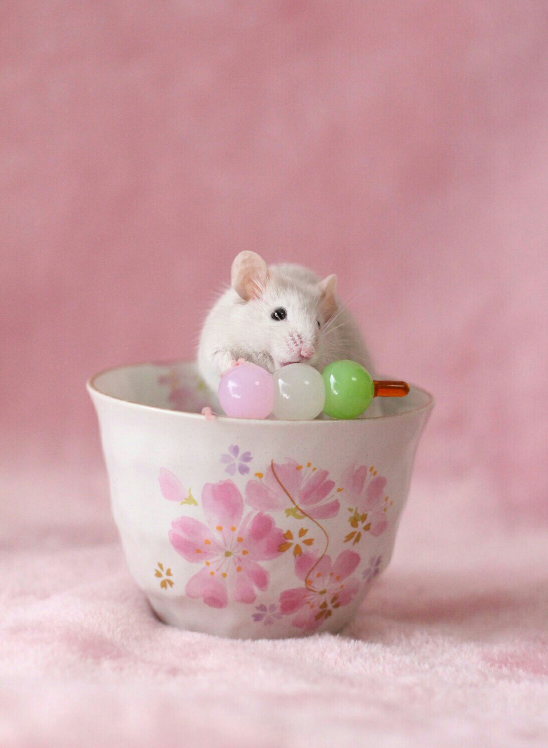 Masa お団子を食べるネズミさん ハツカネズミ 3色だんご T Co Wetnzp8qud Twitter Masa お団子を食べるネズミさん ハツカネズミ 3色だんご T Co Wetnzp8qud Twitter