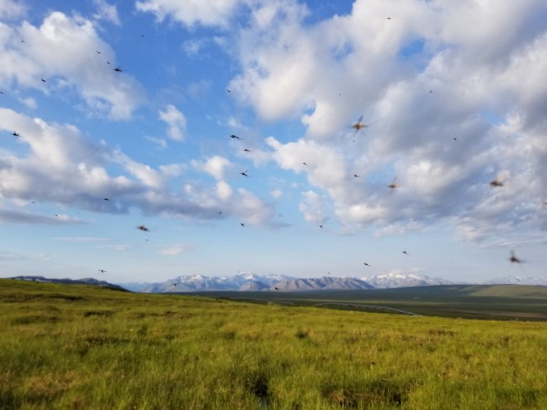USGS Wildlife Health (@usgswildlife) on Twitter photo âIs it going to be a bad year for mosquitos?â To answer questions like this and inform management decisions, we are partnering with <a href="/NEON_sci/">NEON</a>, @USANPN, and <a href="/usgsJWP/">Powell Center</a> to predict and forecast mosquito timing and abundance. Learn more: neonscience.org/impact/observaâŠđ·Battelle/NEON Program âIs it going to be a bad year for mosquitos?â To answer questions like this and inform management decisions, we are partnering with <a href="/NEON_sci/">NEON</a>, @USANPN, and <a href="/usgsJWP/">Powell Center</a> to predict and forecast mosquito timing and abundance. Learn more: neonscience.org/impact/observaâŠđ·Battelle/NEON Program