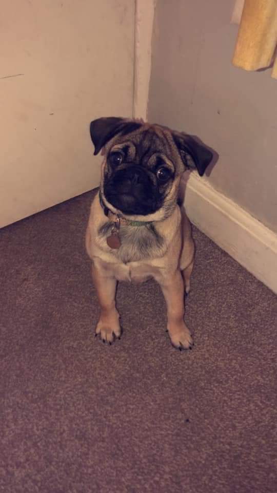 MissingPetsGB's tweet photo. 🐕 DOUGIE went #missing 11/10/2020 after escaping his owner's garden in #Telford #TF1 Dougie is a creamy beige pug with black on his face &amp; ears &amp; not microchipped. It's now presumed Dougie has been stolen, if you have any information please📞01633 673859
https://t.co/NYKtqjcqjR https://t.co/ND9bYO2Ssm