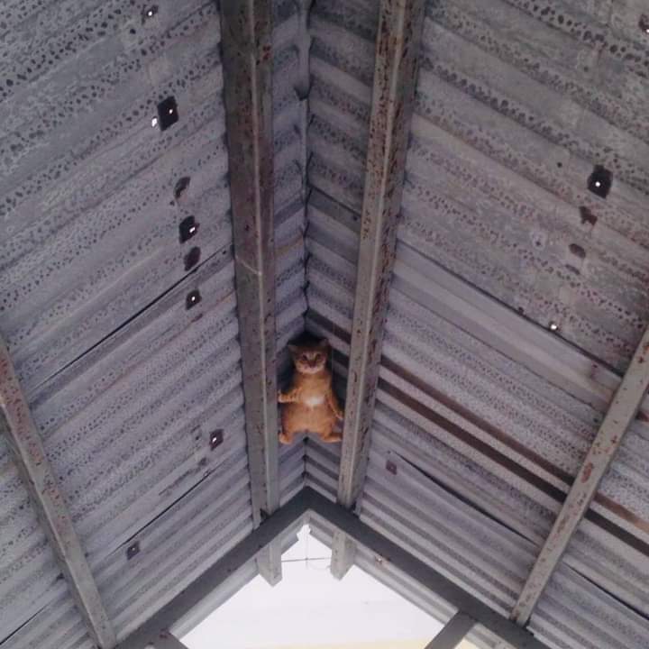 นาตาชา แงวมานอฟ