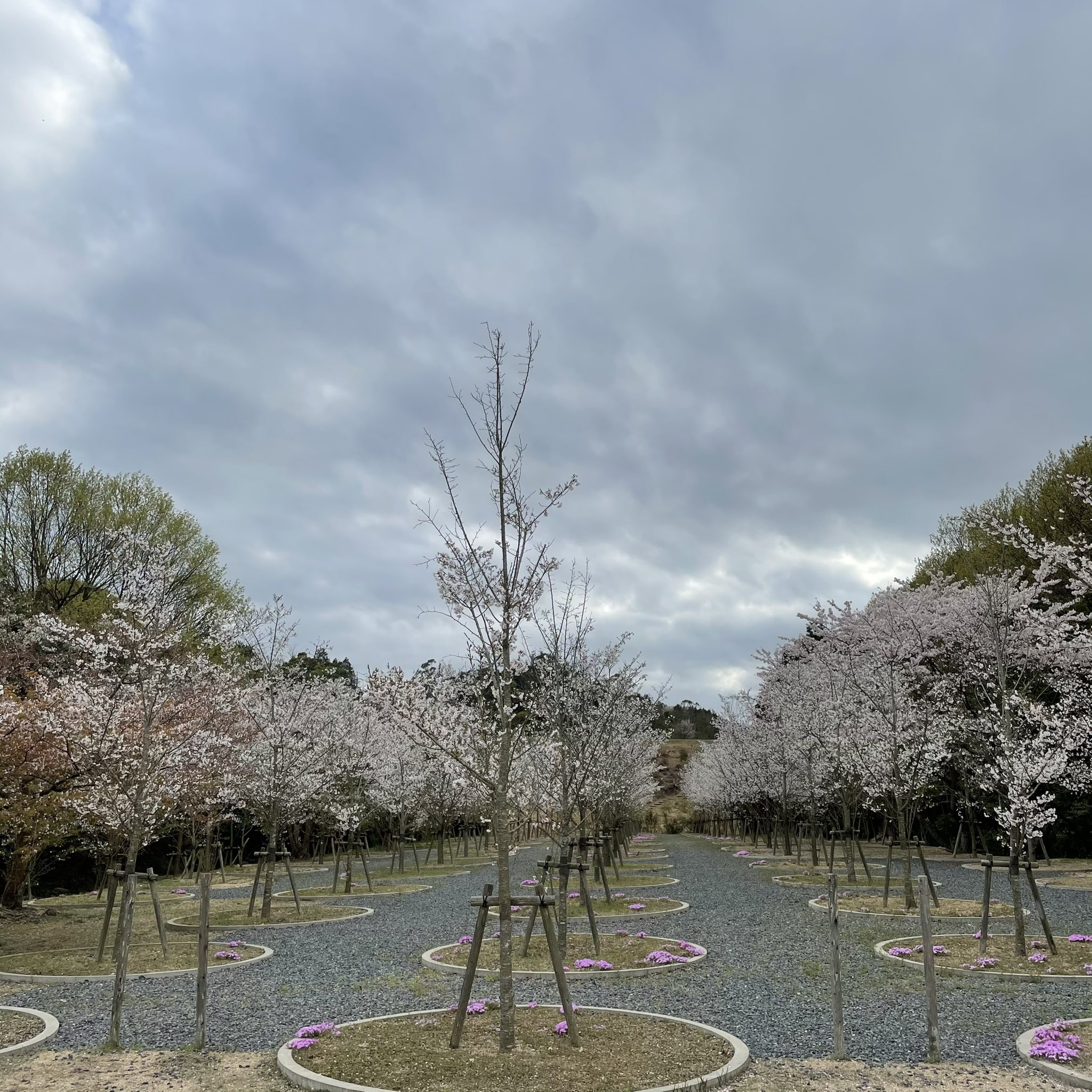 桜の迷宮 Twitter Search Twitter