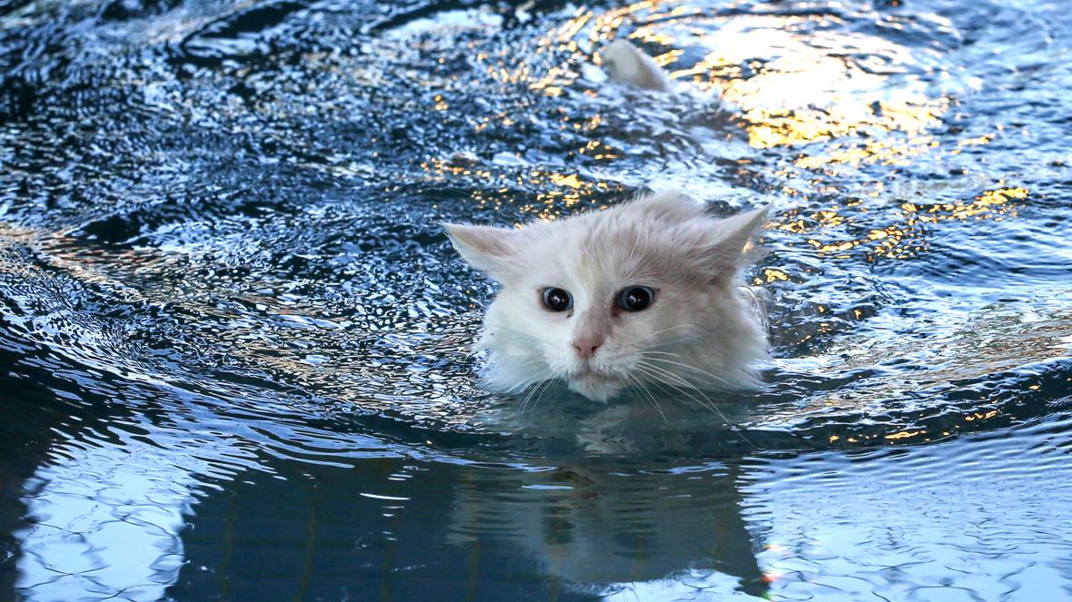 Marxist Cats tweet media