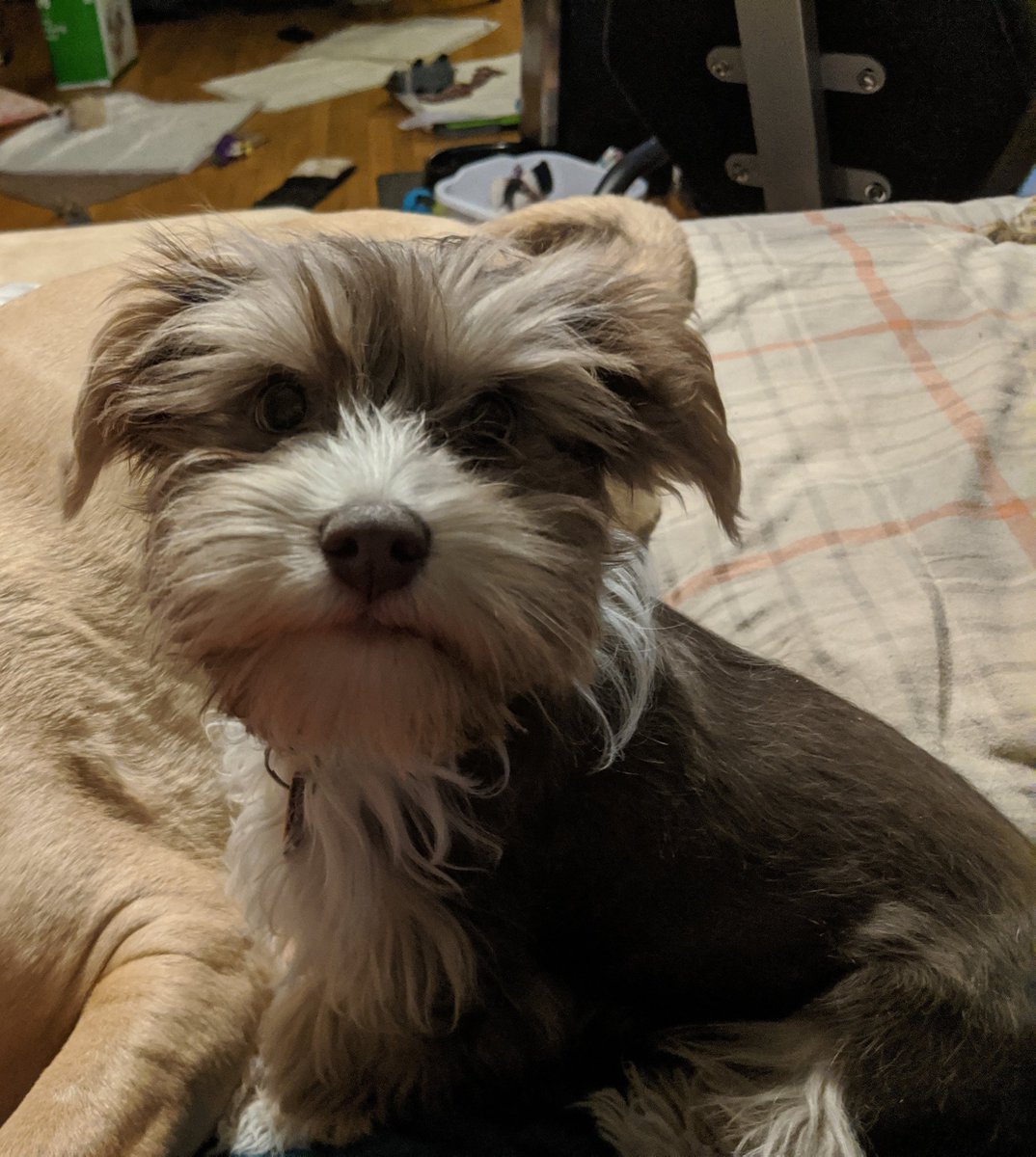 FenixPerrito's tweet image. I&apos;ve got all my doggie vaccines now and now Mama can take me for walks. I got to go to the park for the first time yesterday. Friends! So much fun! So much wheeeeeee!!!! I will ask Mama to take video next time.