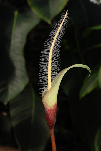 Amazing Amorphophallus natolii : A #newspecies for 2012. Discovered in limestone forests in the Phillipines. researchgate.net/publication/26…