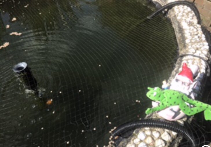 roscoeprimary26's tweet photo. Fred looks like heโs ready to take a little dip in the pond today! Hope everyone is enjoying the Easter break ๐ฅฐ๐ธ #wheresFred @PaulHow60859525 https://t.co/t6Y1Anb2Rp