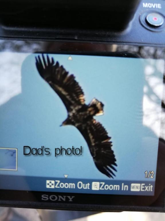 Split off from my parents yesterday at Minsmere to have a look at the scrapes, I then received a phone call from my dad but due to poor signal I couldn't hear what he was saying. 10 minutes later I receive a picture of a WTE flying over!🤣 #gutted