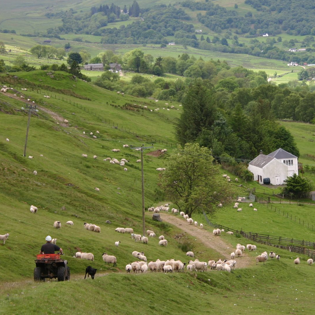 MakeitScotch's tweet image. Spring is a busy season for #ScotchLamb farmers. All Scotch Lamb PGI comes from animals who have been born, reared and processed right here in Scotland, with high welfare standards overseen by the SSPCA. That's the #ScotchDifference.