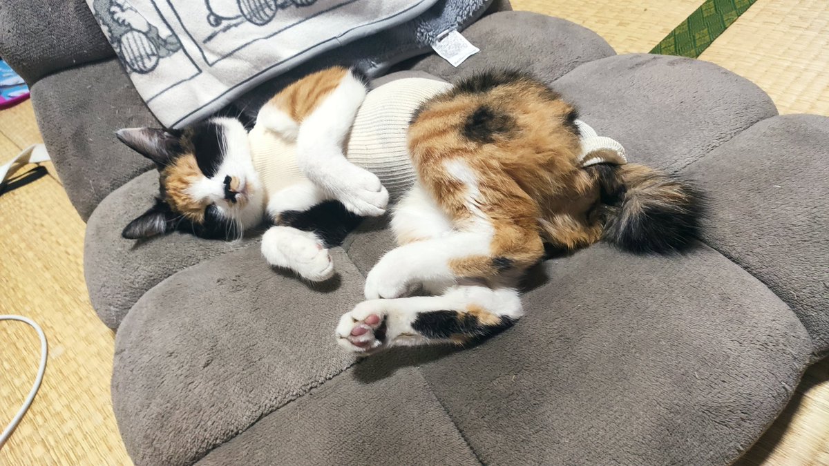 マヨネーズ猫 (@BrI3976TJ8G8Ysv) / Twitter