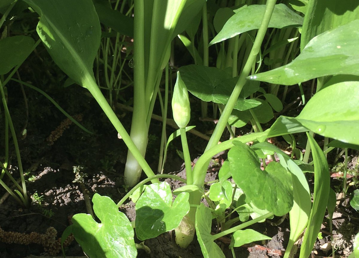Wild garlic in its prime. See our recipe for pickling the flower buds.

pjtaste.co.uk/blog/2021/4/5/…