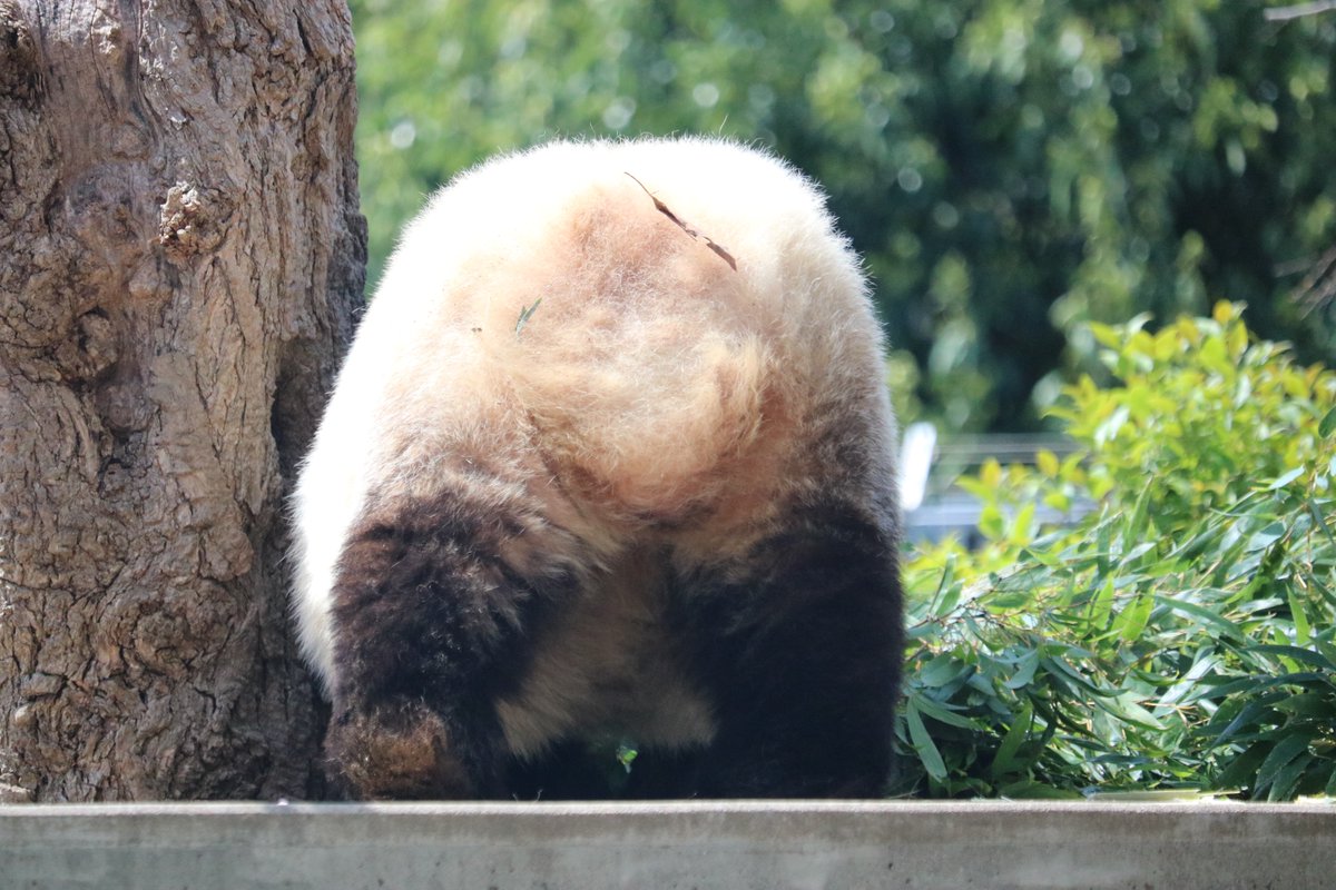 パンダライター 二木繁美 Sigepanda 白か黒か パンダのしっぽは何色 の問いに 小さな女の子が 茶色 と答えていました たしかに茶色 パンダ Panda タンタン