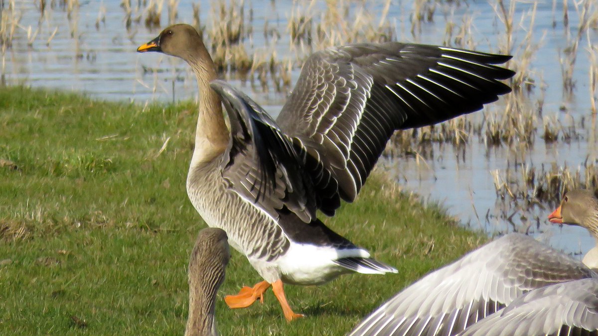 What a beauty! The Taiga Bean Goose at Hen Reedbeds showed very well yesterday afternoon (Lifer #247), very nice hearing my first Sedge Warblers of the year too. Other highlights included Red Kite, 100's of Sand Martins, 4+ Marsh Harriers and pinging Bearded Tits.