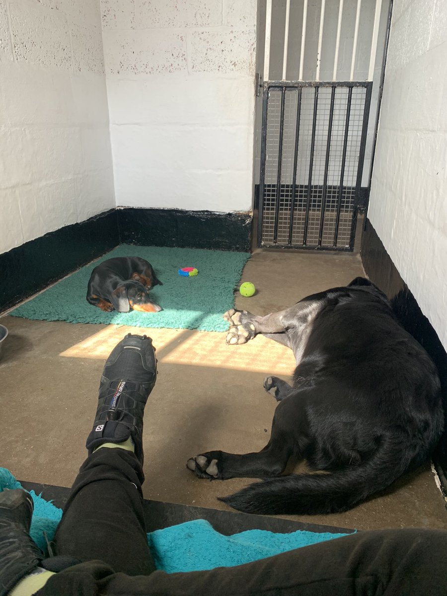 These two are chilling. Don’t they understand it’s Mr Bightside!! So many memories... ok maybe blurry memories of alcohol and sticky floors!! 
#indiedisco #chilling <a href="/absoluteradio/">Absolute Radio</a> <a href="/bushontheradio/">Andy Bush</a>