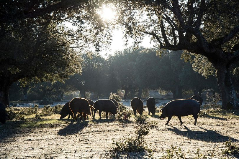 La maestría de un oficio transmitido de generación en generación y la máxima calidad de una materia prima extraordinaria. Una selección de los mejores cerdos ibéricos criados en las dehesas que hacen de nuestros jamones unos de los mejores del mundo... 
#CasaVerita
