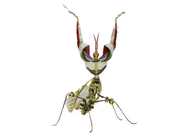 ニセハナマオウカマキリのtwitterイラスト検索結果
