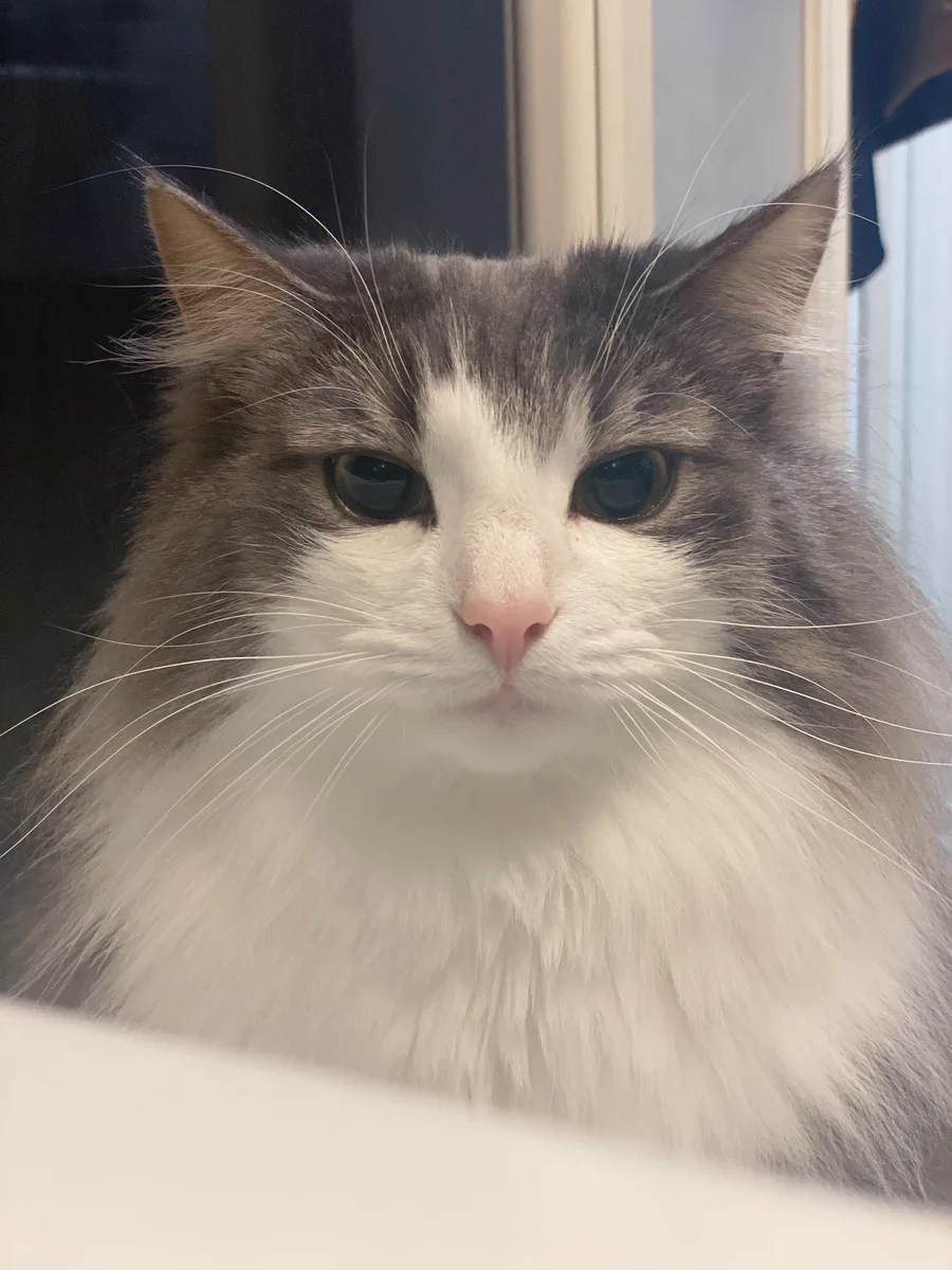 飼い主が呼ぶと目に輝きが戻る猫が面白い！それよりも「そっくり猫」が多すぎる…？！