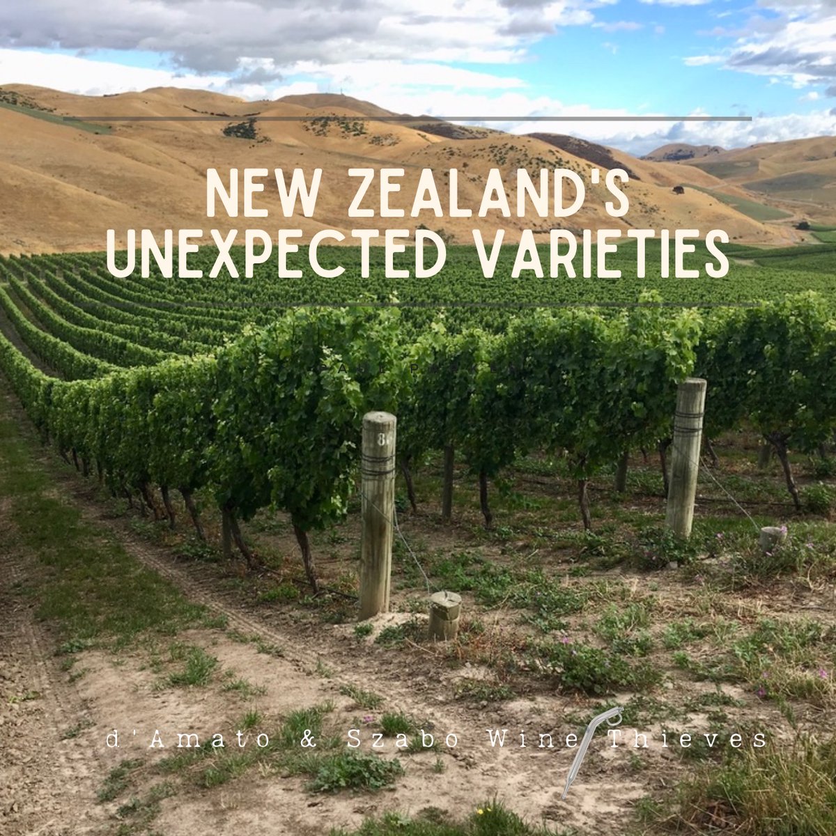 Wine Thieves Ep. 29: NZ From Arneis to Zweigelt. The New Zealand wine industry may be focused on just a handful of grapes, but in this episode, the Wine Thieves go hors-piste into uncharted vines. Guests Therese &amp; Hans Herzog from Marlborough. bit.ly/31O9EfC