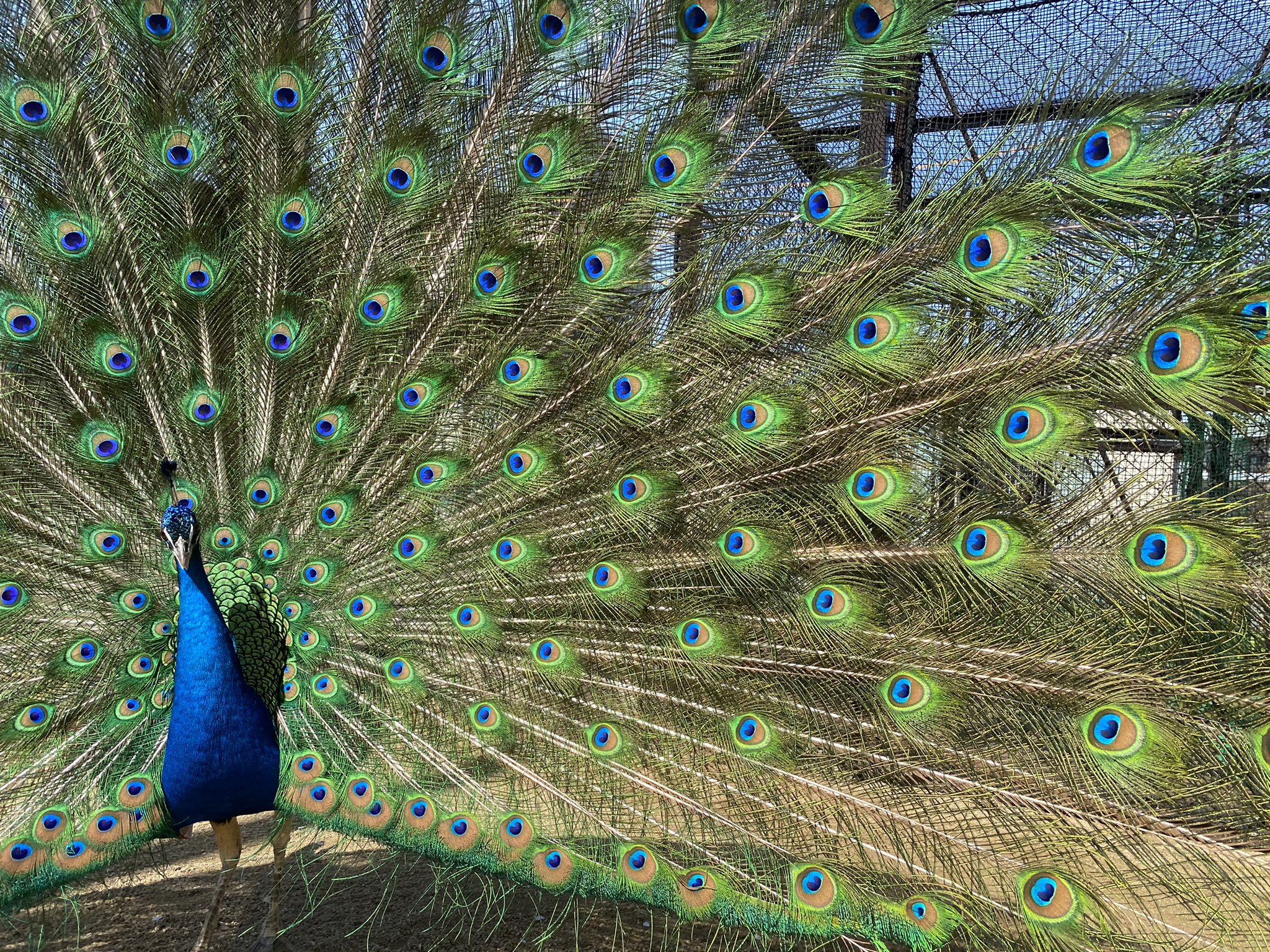 周南市徳山動物園 公式 Pa Twitter 桜は散ってもクジャクは満開 この姿が見られるのは繁殖期のみ 繁殖期が終わると この長くてきれいな羽は抜け落ちます 徳山動物園 インドクジャク クジャク ぴぃ 羽 きれい T Co Hki25ol3t2 Twitter