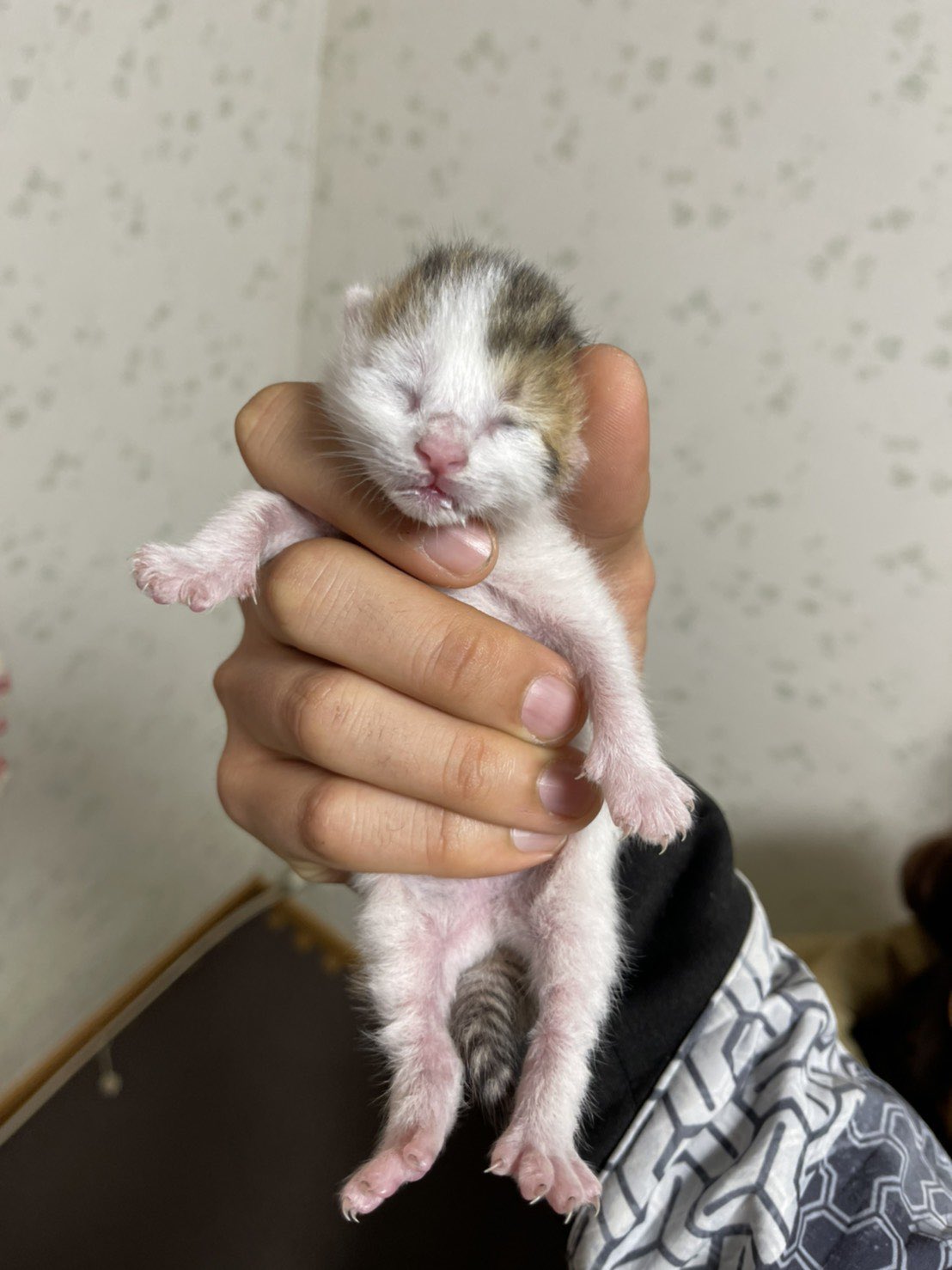 灰ずきん 野良猫の赤ちゃんを知り合いが保護しました まだ目も開いてないですが 動物病院にも連れて行って ミルクも飲んでオシッコもして元気だそうです 知り合いは事情があって飼えないので誰か飼ってくれる人を探しています 神奈川県の川崎まで来