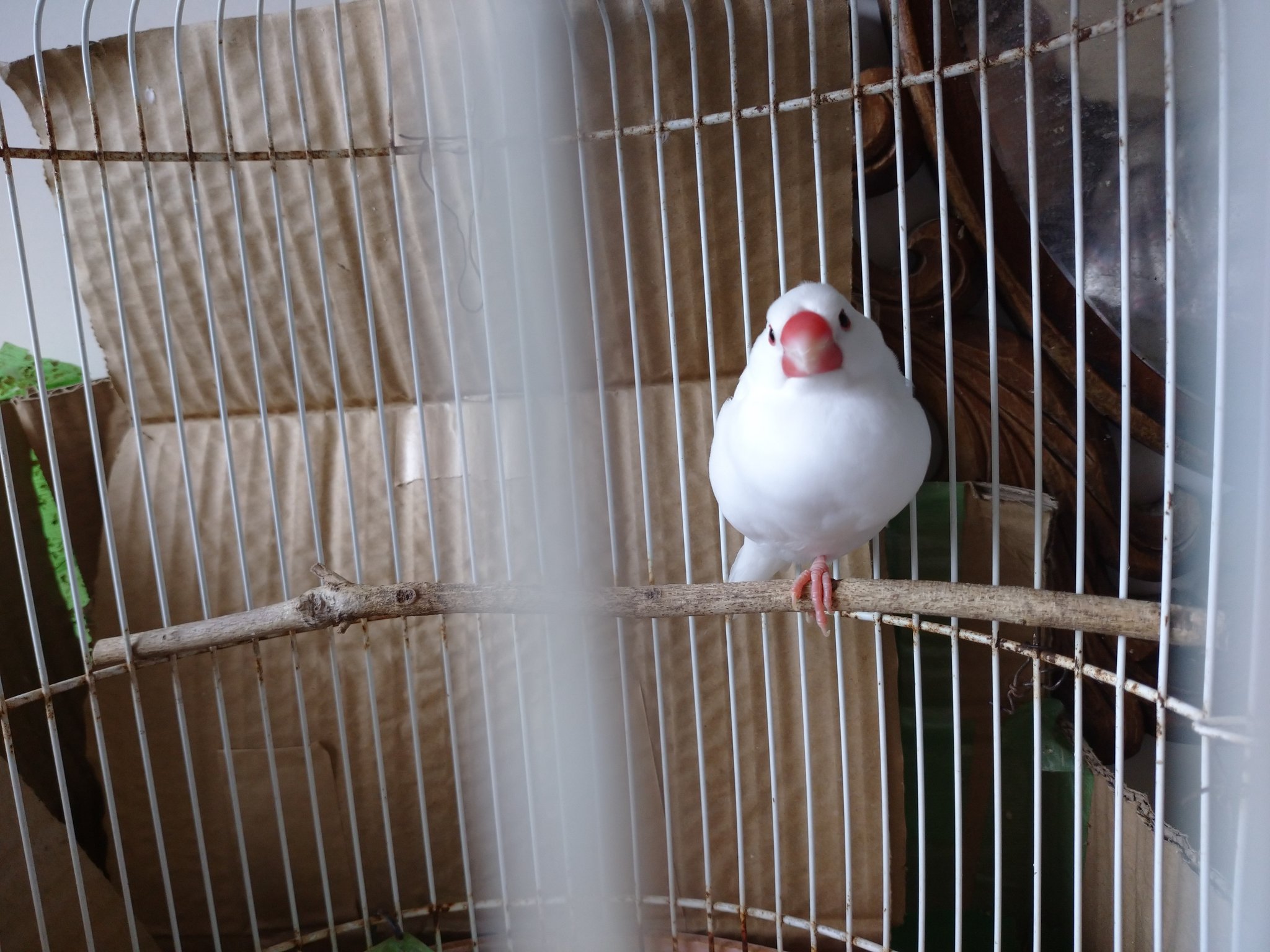 白い 文鳥 の 夢 白い 文鳥 の 夢