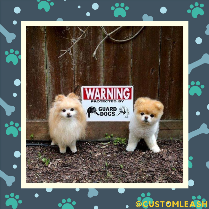 Beware of these two huge guard dogs! They may bite you with kindness. 
.⁠
.⁠
.⁠
.⁠
#puppylove #doglover #pets #mememonday #customleash #custom #products #smallbusinessproducts #retail #ecommerce #supportlocalbusiness #leash #dogproducts
#dogsoftwitter
