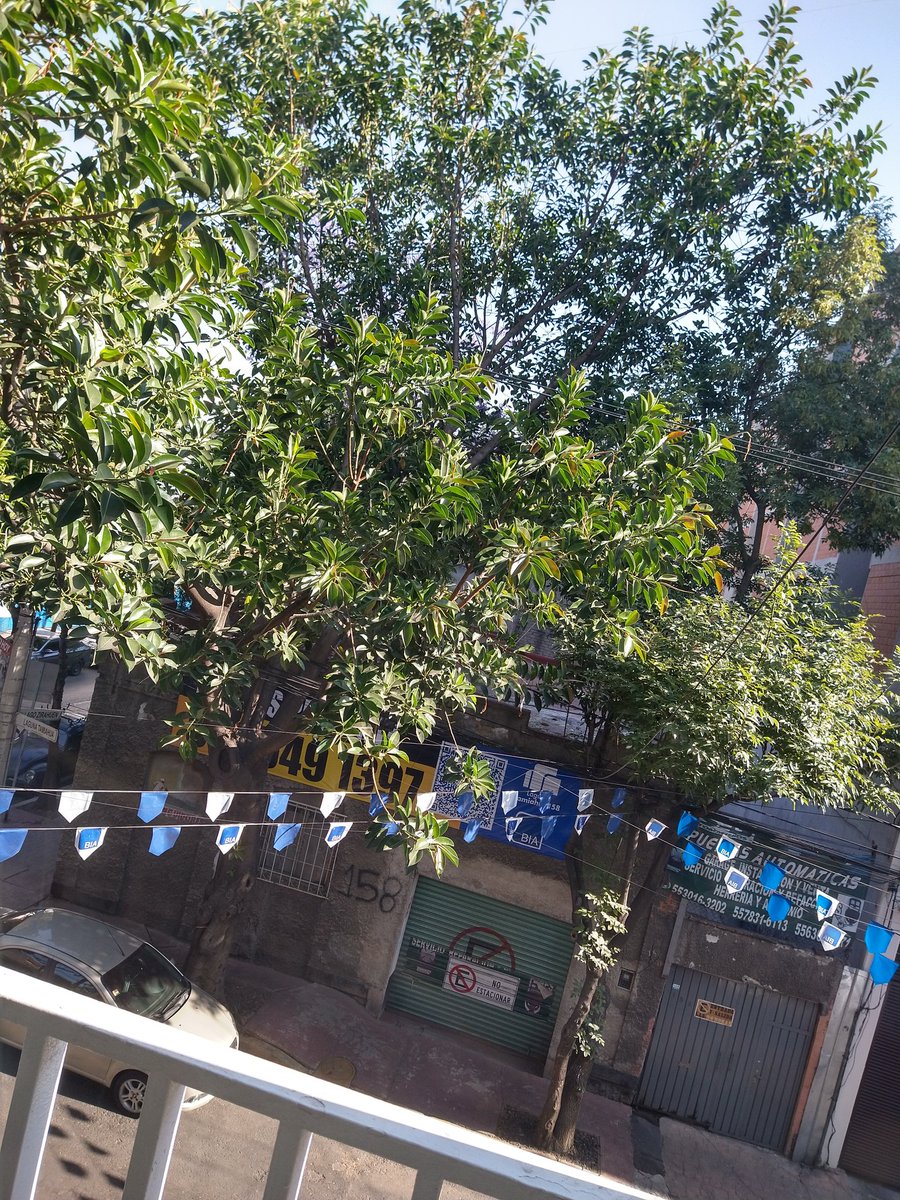 ealatorre's tweet photo. @vromog De verdad Jajajaja...cuánto dinero te dieron para dar otro permiso más de construcción en la colonia #anahuac y para destruir ese hermoso árbol @SEMARNAT_mx  que yo sepa si las ramas están dentro del terreno no pueden construir... Así que @vromog  deja de ser tan corrupto https://t.co/0e65qsrM5B