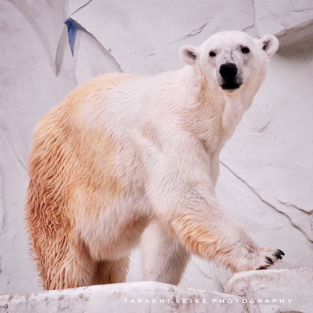 おやびん オーロラ 東山動植物園 16 ホッキョクグマ シロクマ Polarbear